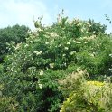 Syringa pekinensis